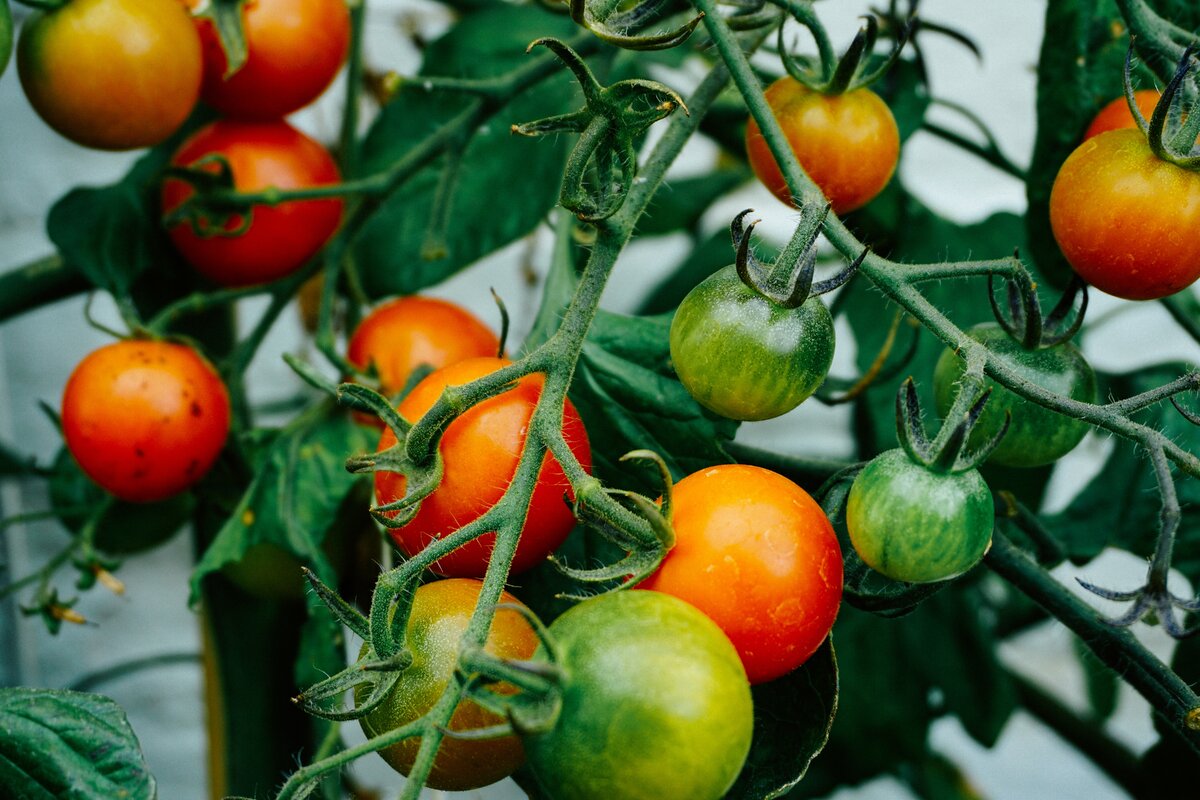 Thanks to@danieicgold for making this photo available freely on @unsplash