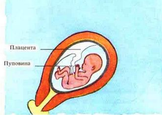 Половой акт — Википедия