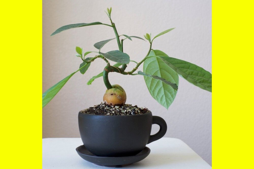 Фото взято с яндекс картинок с целью иллюстрации