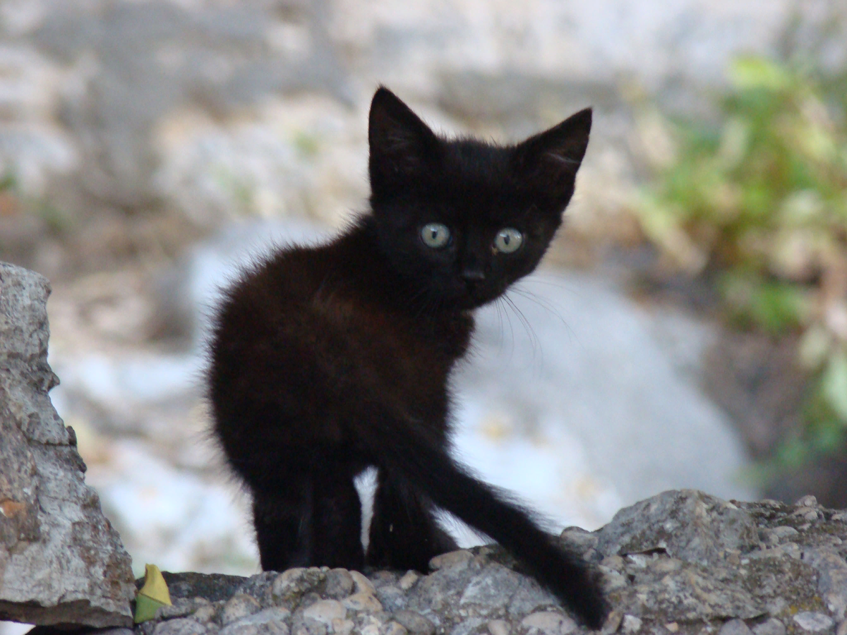 Черный котенок. Кошечка черная. Черный котенок на улице. Маленький черный котенок.