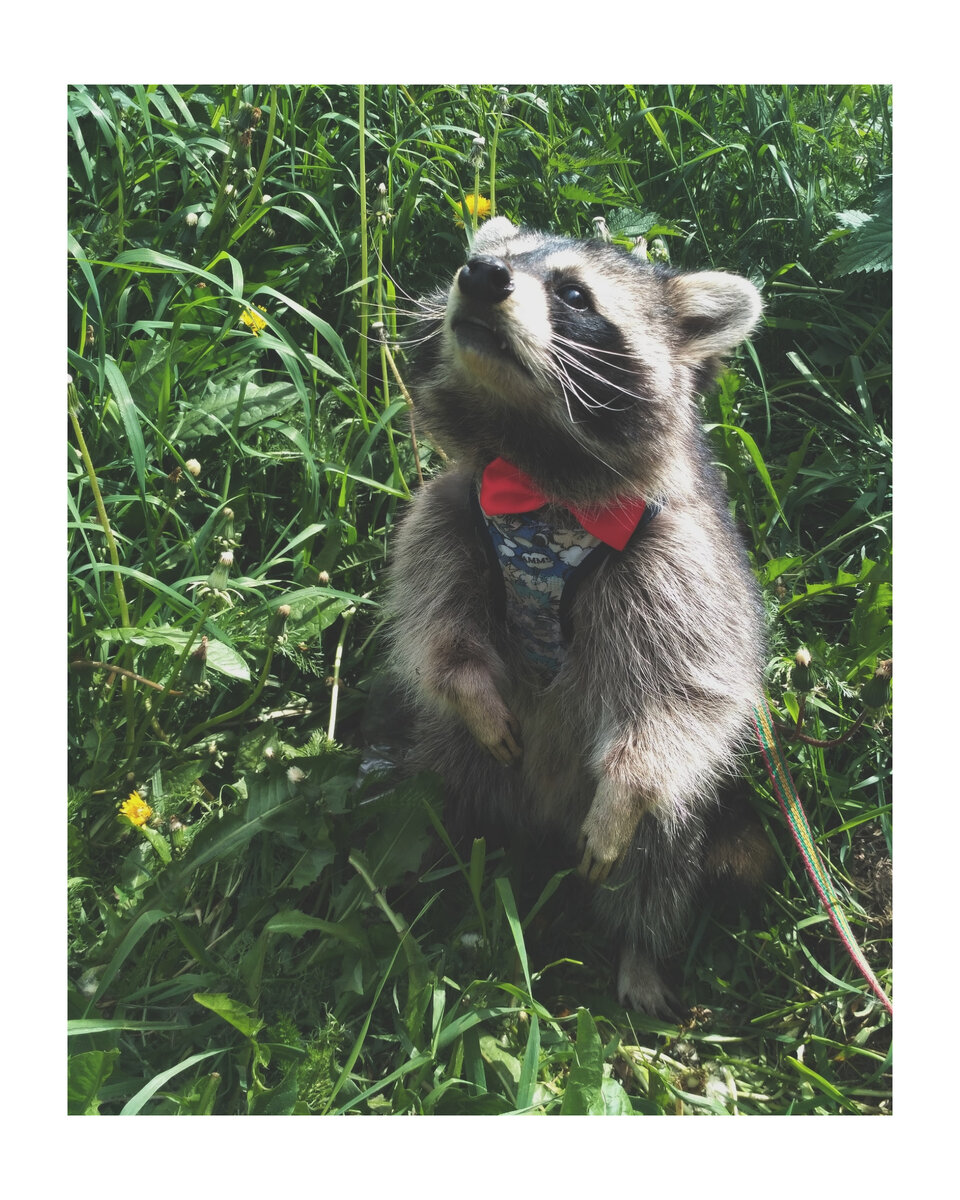 Прикупили новенькую бабочку, енот-аристократ