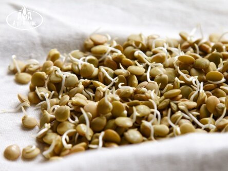 Готовые к употреблению проростки зелёной чечевицы