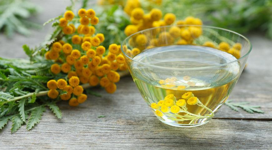 Как запасать? В конце лета собирают цветки с цветоносами (несмотря на то, что в листьях много аскорбиновой кислоты, их не используют в народной медицине так же широко, как цветки). Высушенные цветки измельчают, можно использовать в порошке или в виде отваров: 2 ст. ложки травы заливают 500 мл кипятка, варят 10 минут, остужают и настаивают, принимают трижды в день до еды.