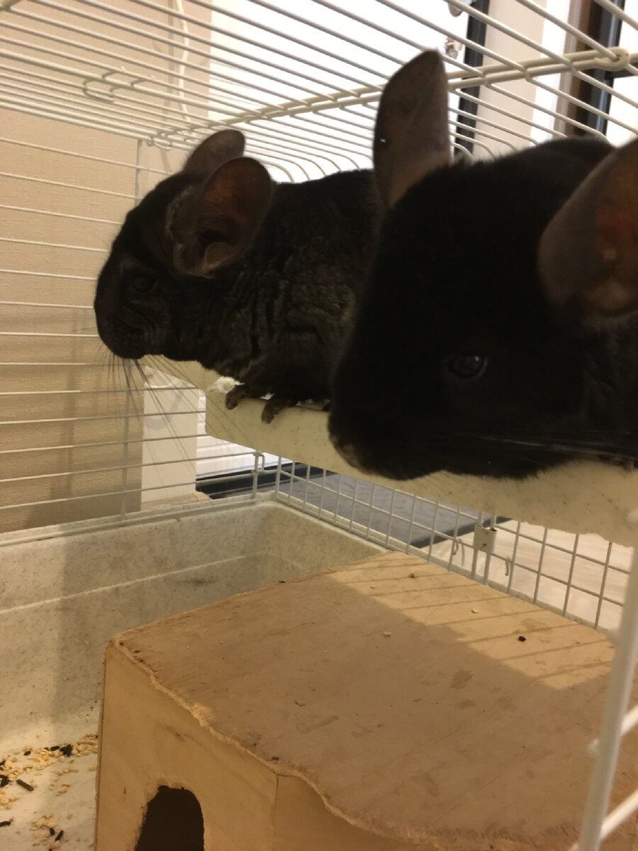 Родители, мама светлее