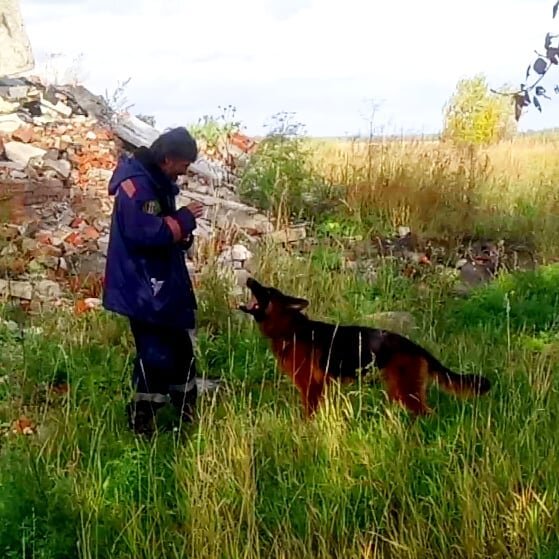 Обучение собаки сигнальному поведению