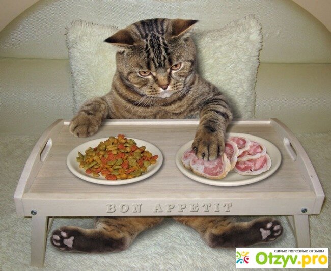 Лучшие корма для кошек