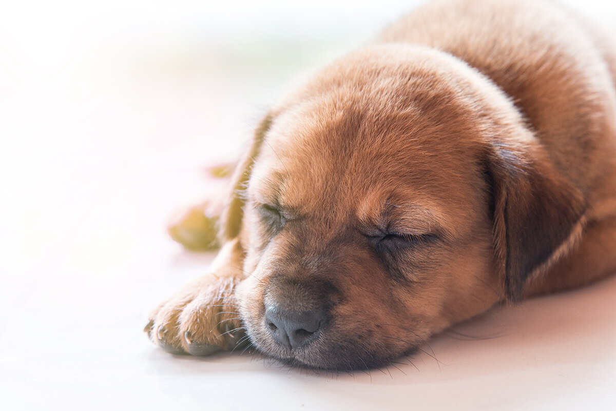 Фото с сайта https://goo-gl.su/URrE0uob