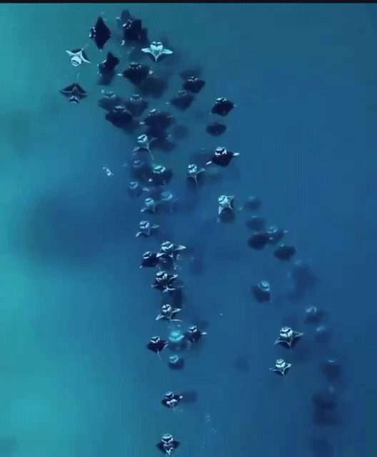 Крупная стая скатов на охоте