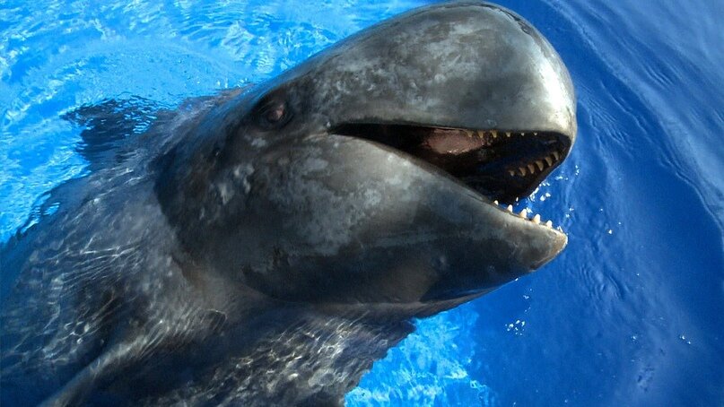 Гринда: Чёрный дельфин властвует на морях и океанах | Animals friends | Дзен
