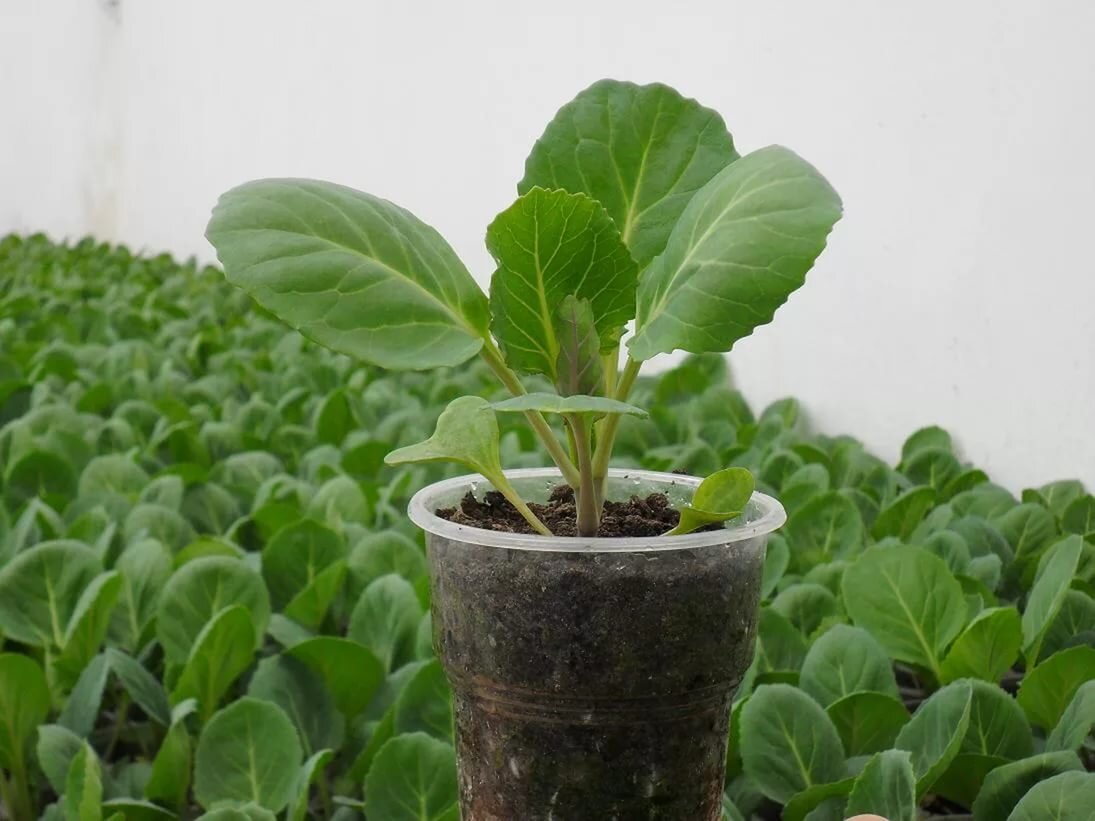 Хотите рекордный урожай Капусты в новом году? Научитесь правильно выращивать здоровую Рассаду