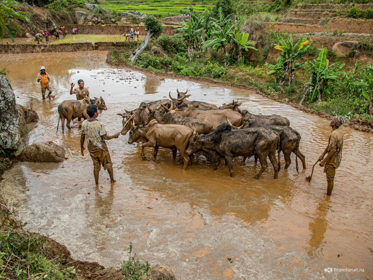 Ехал по Мадагаскару на ГАЗели. Увидел, как дети палками хлещут коров в грязи. Узнал, зачем они так делают ????‍♂️