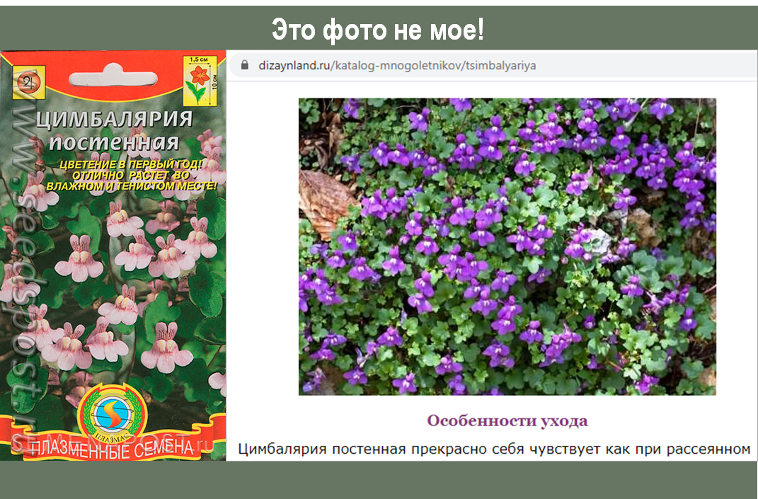 Цимбалярия