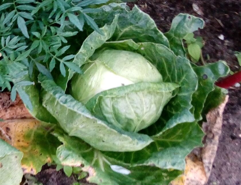Капуста вялая на грядке. Вялая капуста. Фузариозное увядание капусты. Сохнет капуста. Фузариозное увядание пекинской капусты.