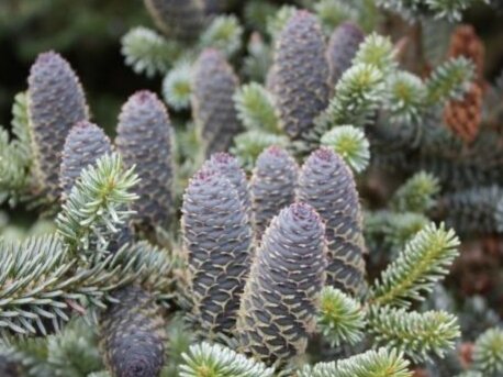 Представленные фото разные сорта елей и пихт взяты с просторов интернета.