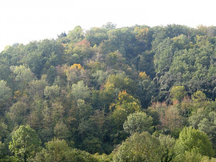 Смешанные леса.  (Яндекс. Картинки)