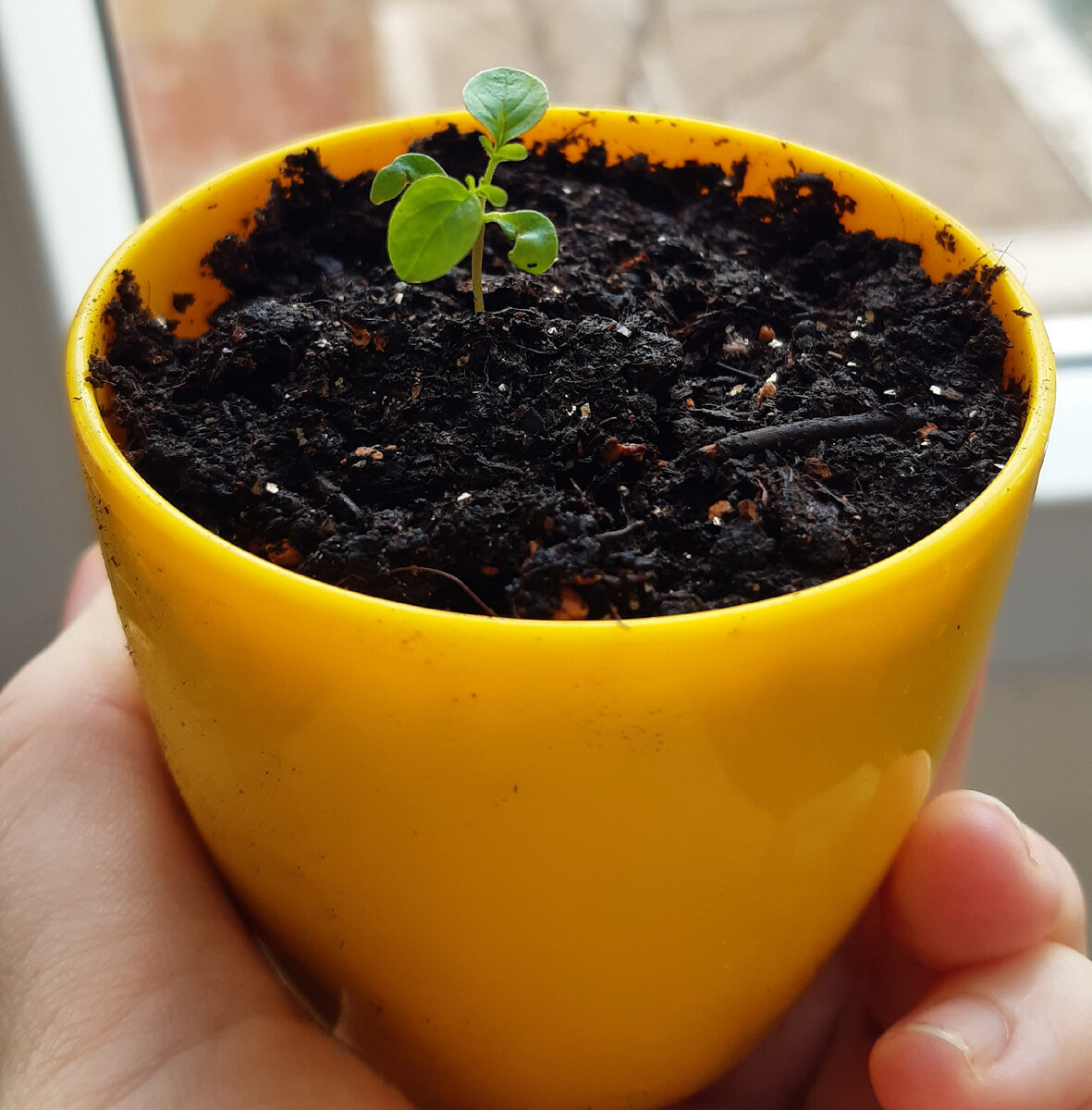 Такой маленький безобидный росток