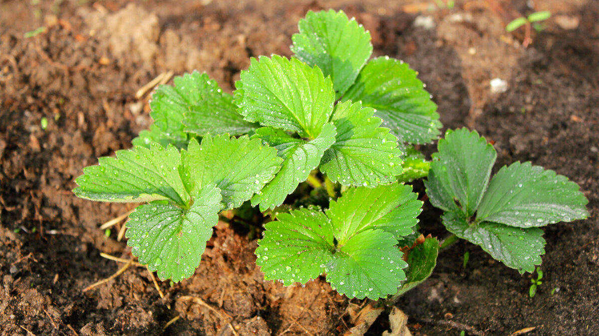 Фото авторания