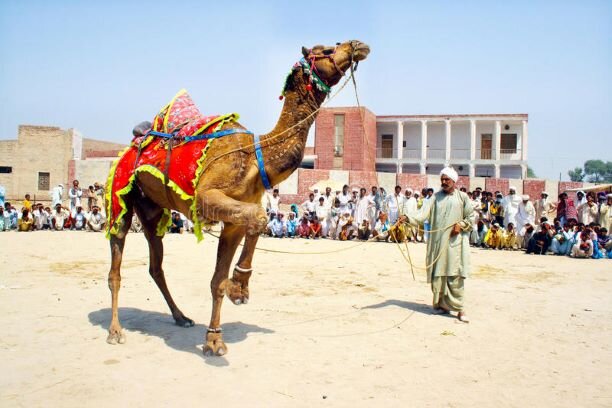 Ежегодный смотр верблюдов в Sahiwal, Пакистан. https://ru.dreamstime.com/редакционное-стоковое-изображение-тра-иционный-танец-верб-ю-а-image54676034