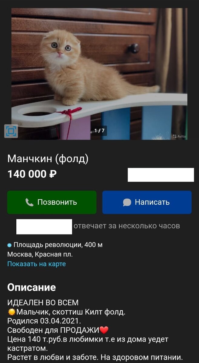 объявление о продаже котенка