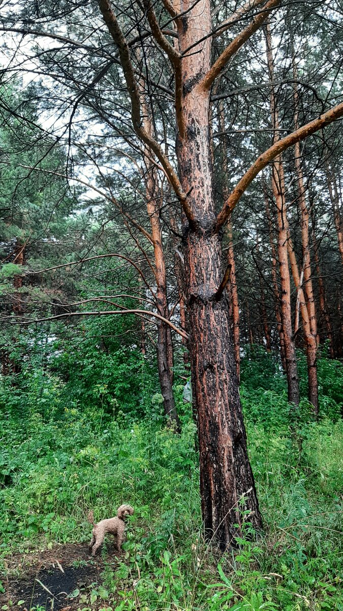 Потом завела на опушку
