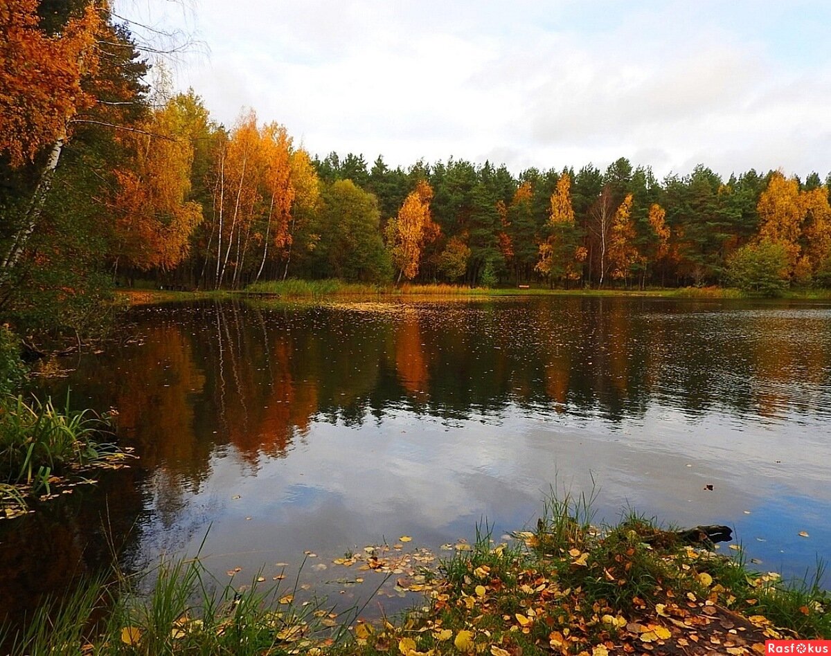 Источник: rasfokus.ru 