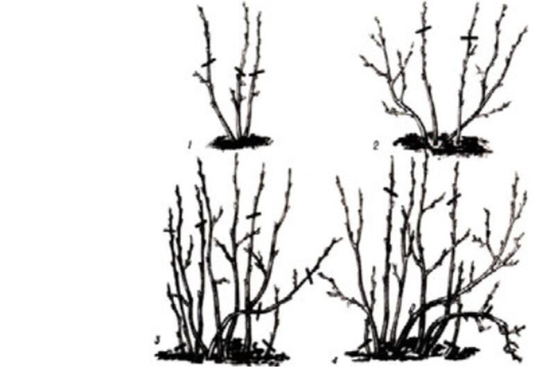 На 1 обрезает куст после посадки смородины. На 2 обрезка на второй год. На 3 обрезка на 3 год и на последнем куст на 4 год после посадки.
