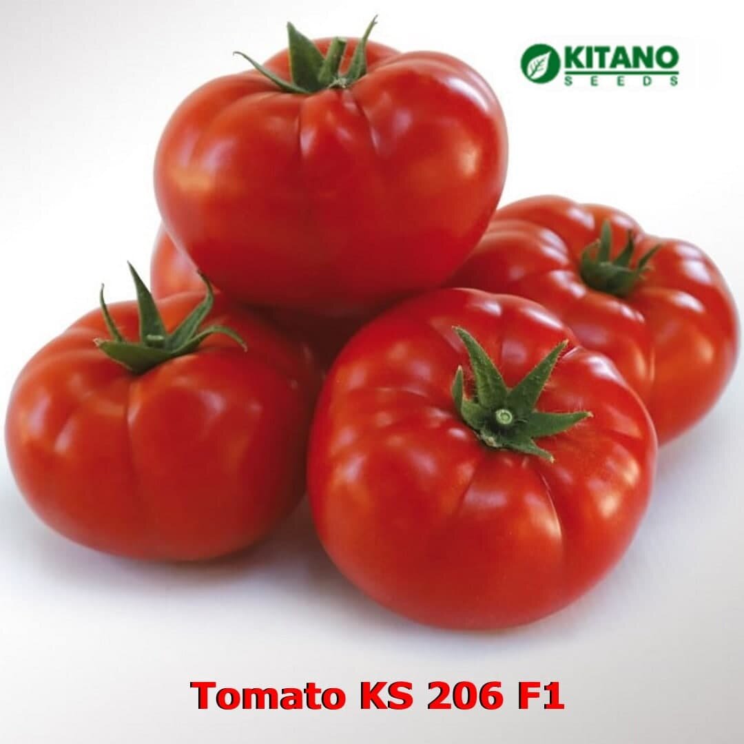 томат KS 206 F1
