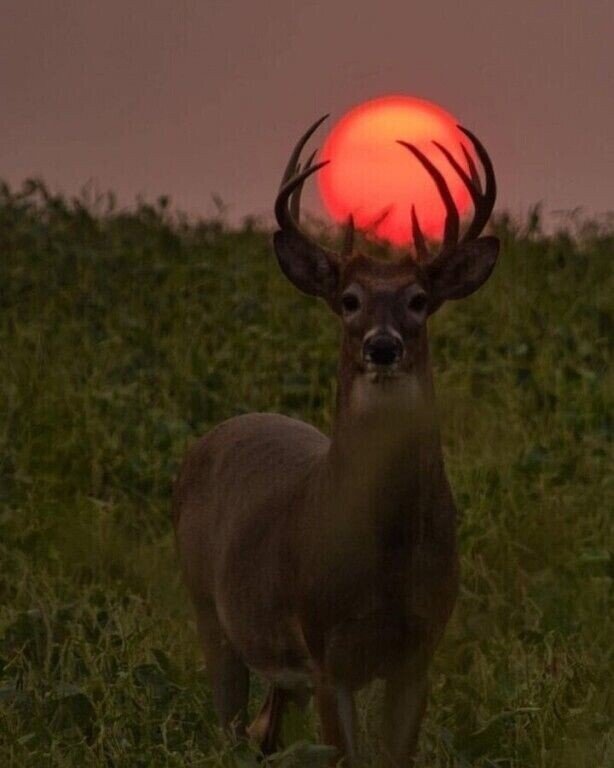 Фото с интернета.