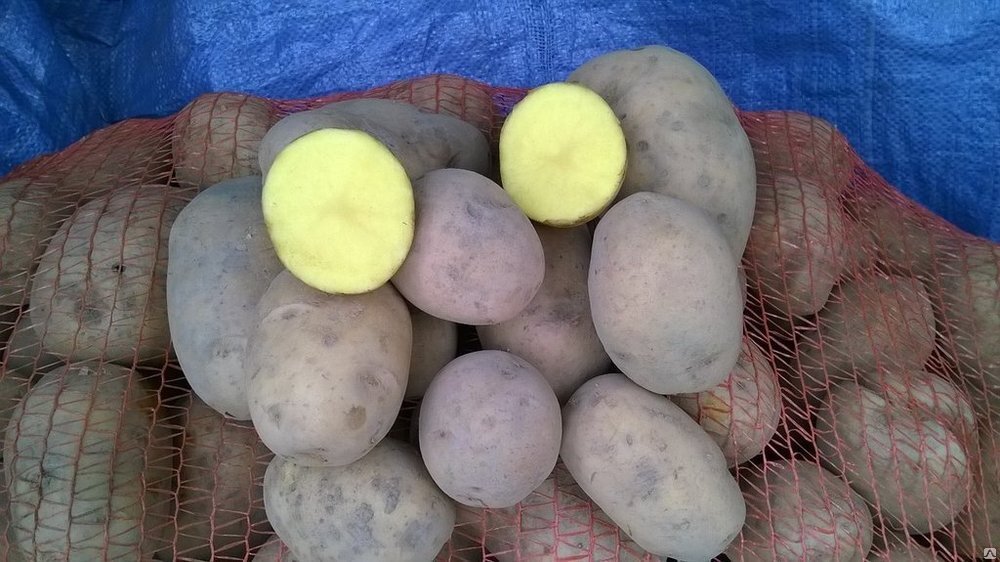 Зекура картофель характеристика. Семенной картофель Зекура. Белорусский сорт картофеля Гала. Сорт Беллароза.
