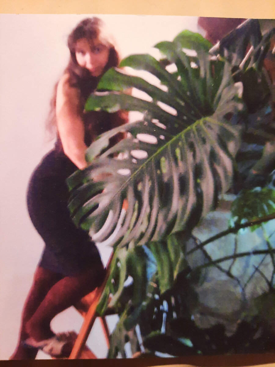 Я полирую листья монстеры