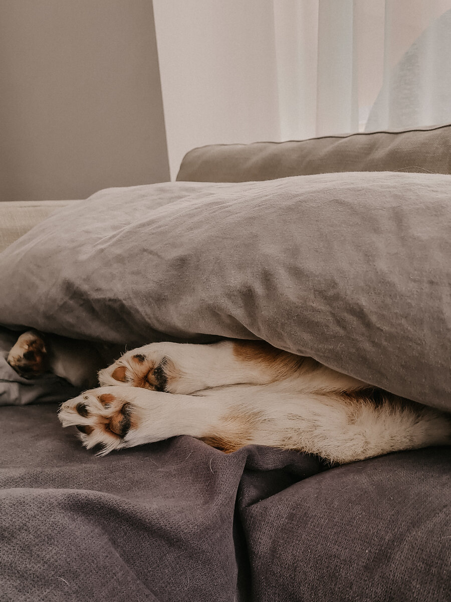 Шладкие лапки