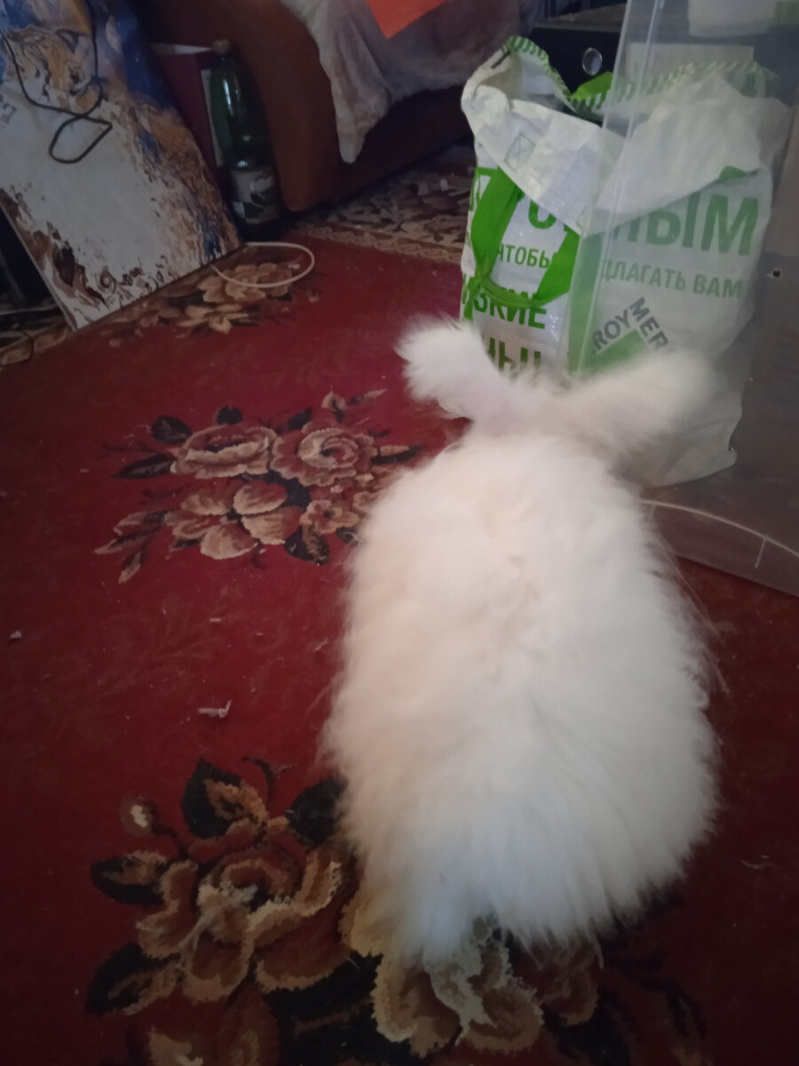 Ловим