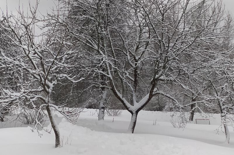 Мой сад на сегодня.