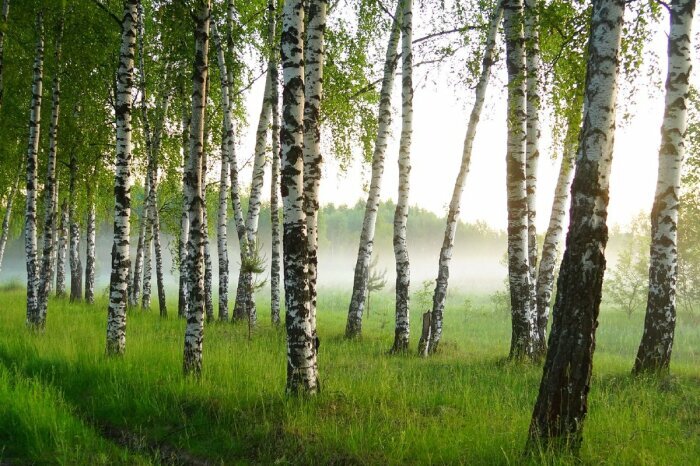 У большинства из нас именно с березой ассоциируется Россия / Фото: nat-geo.ru