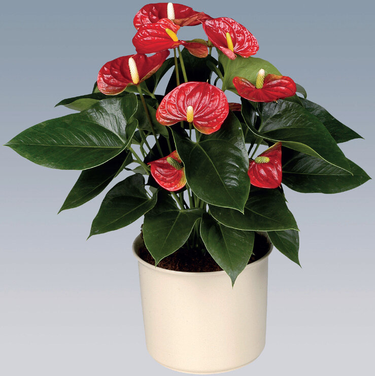 Anthurium andreanum с красными цветками, достигающий в высоту 45 см, а в диаметре  - 30 см.