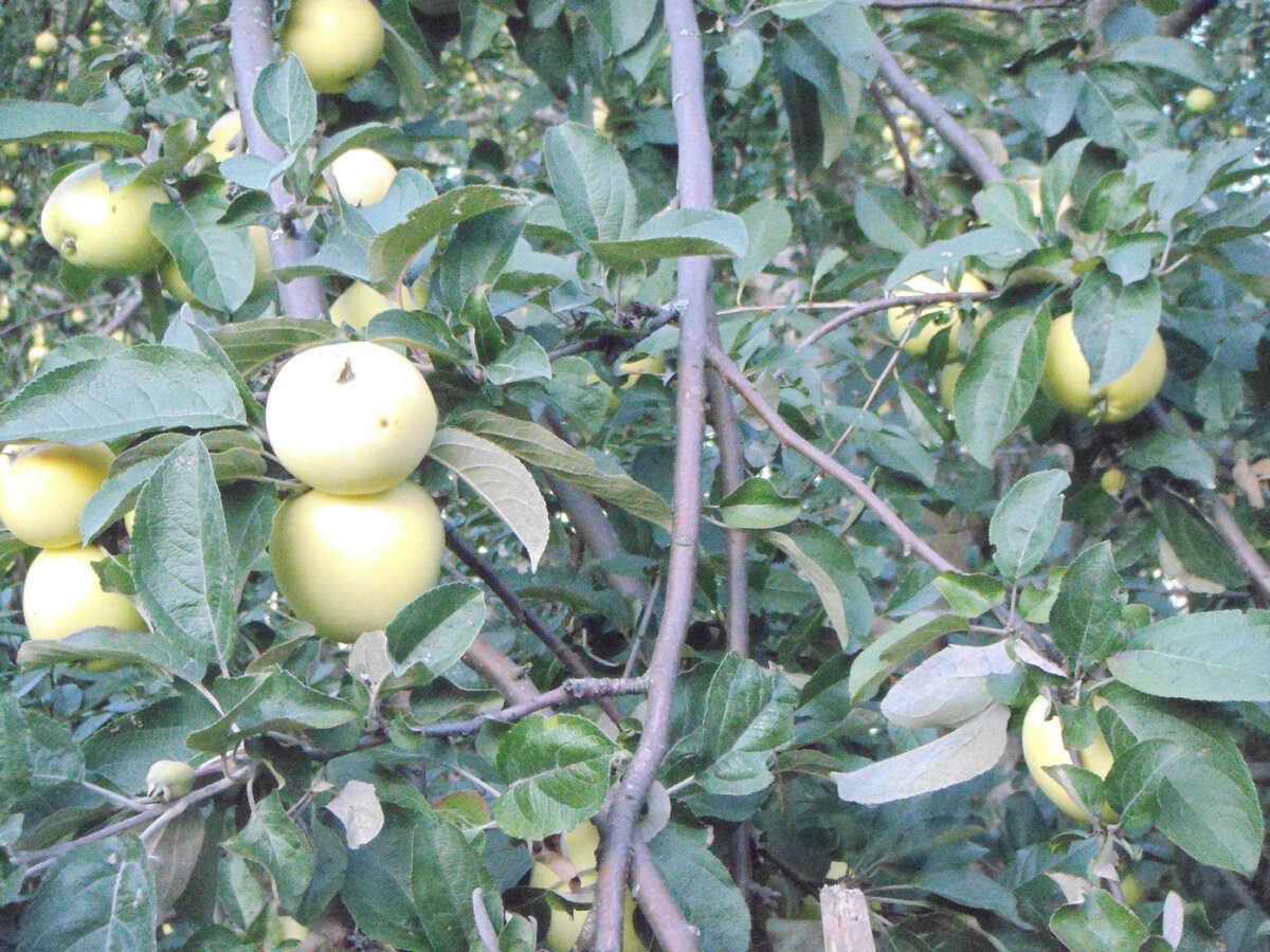Влияет ли сорт яблок на скорость засушивания