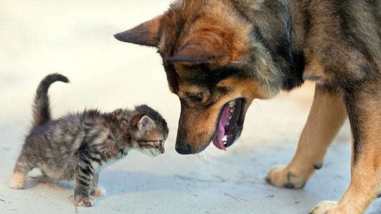 Фотография взята из источника goodfon.ru