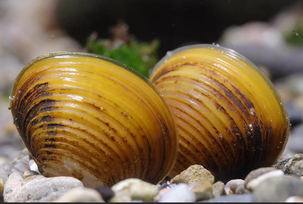 Ракушка корбикула