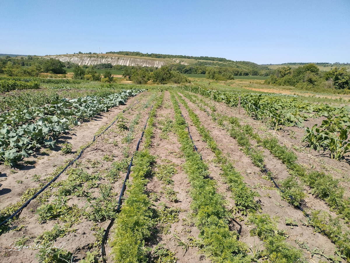 Лента разложена