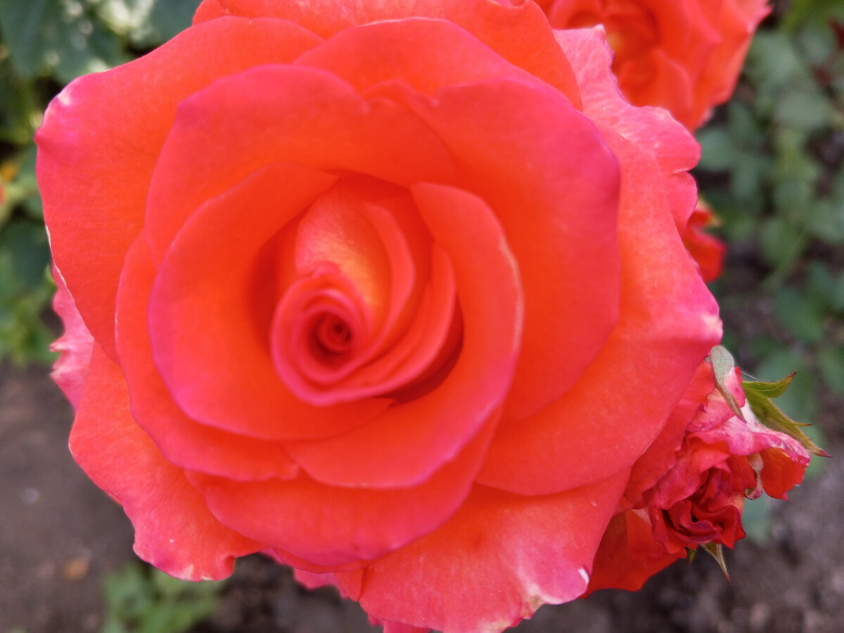 Вот такая роза расцвела, но камера не передает точный цвет.