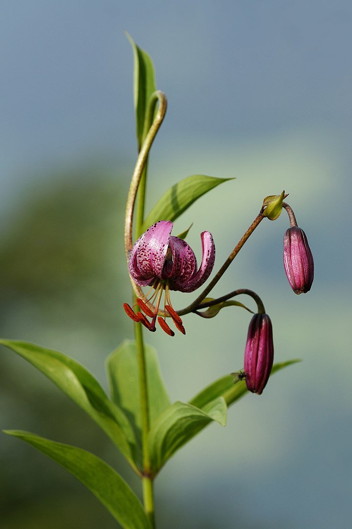 Lilium martagon