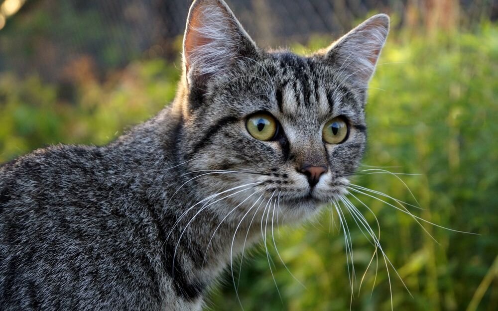 Взято с сайта wallpapers.99px.ru