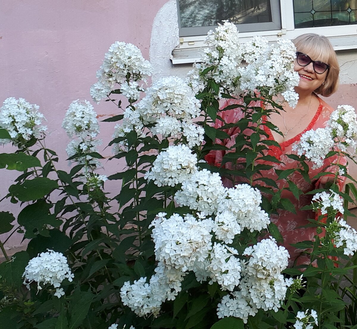 МОИ ФЛОКСЫ выше меня