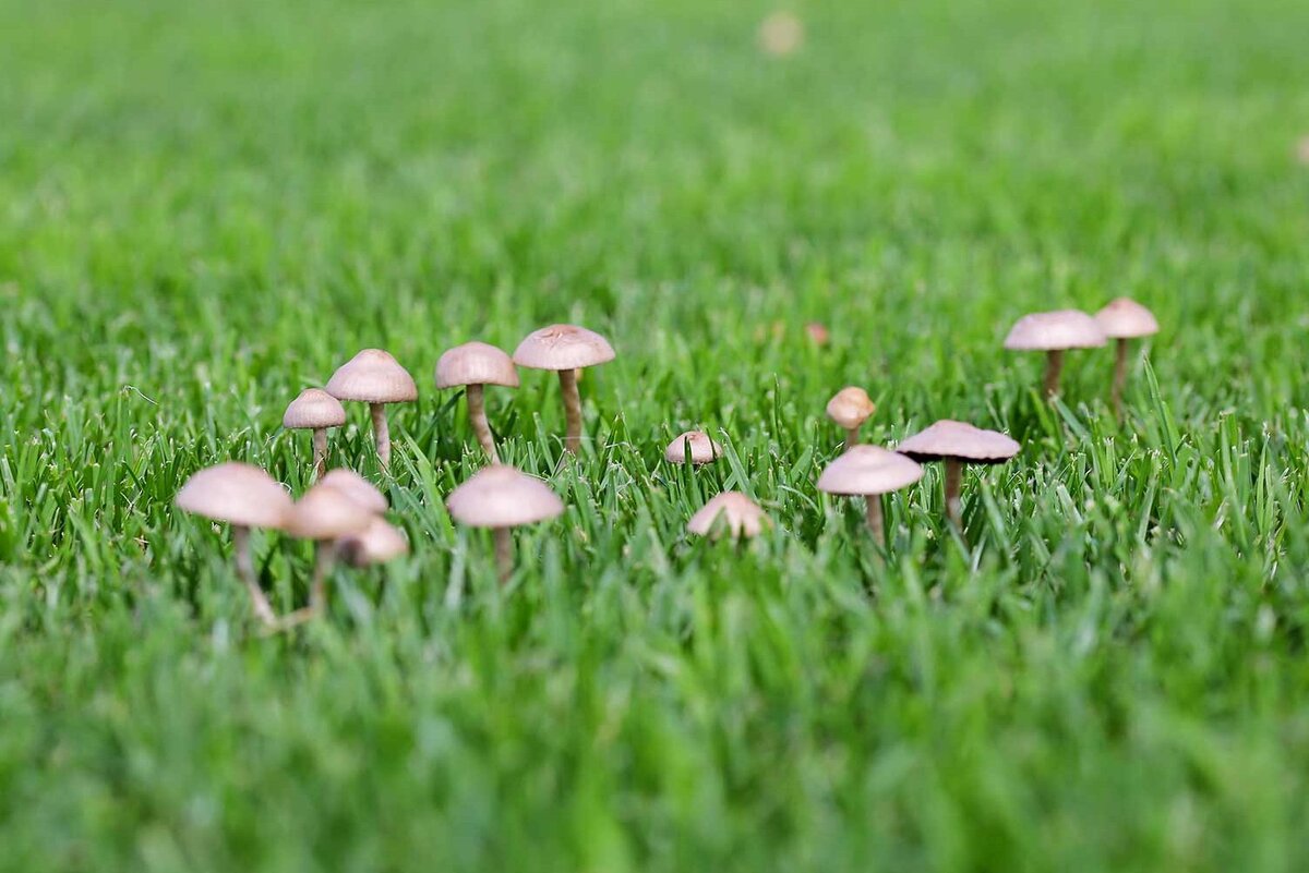     Незваные гости: почему на дачном участке появляются грибы и как от них избавиться