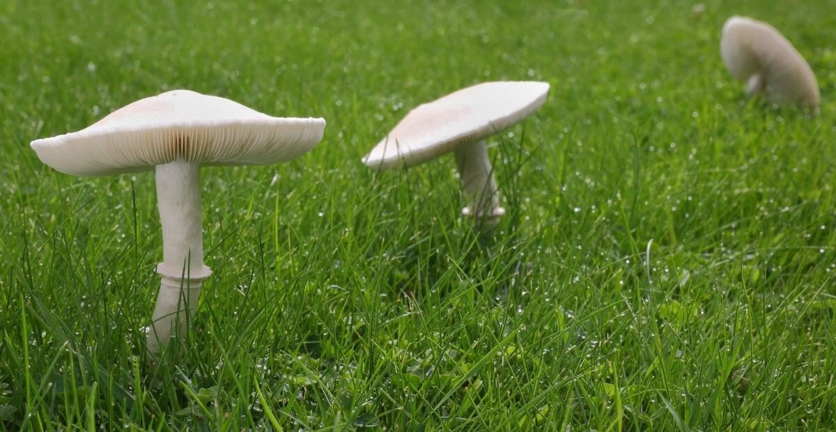    Избавиться от грибов на дачном участке не так уж и сложно. Главное – придерживаться рекомендаций специалистов.Соцсети