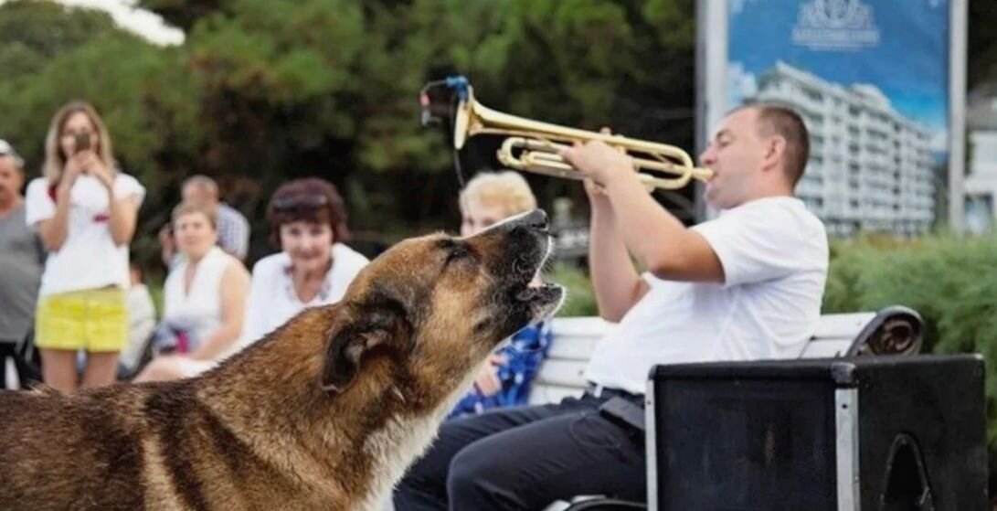 ялтинский хатико