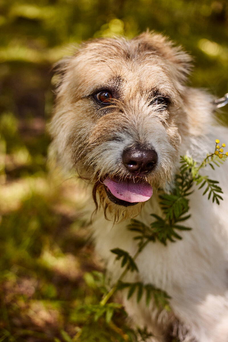 Как у всякого терьера, выразительная мордочка и необыкновенно красивые, как бы подведенные глаза.