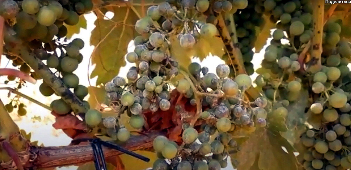 Оидиум на винограднике в августе - что делать | Самарский виноград | Дзен