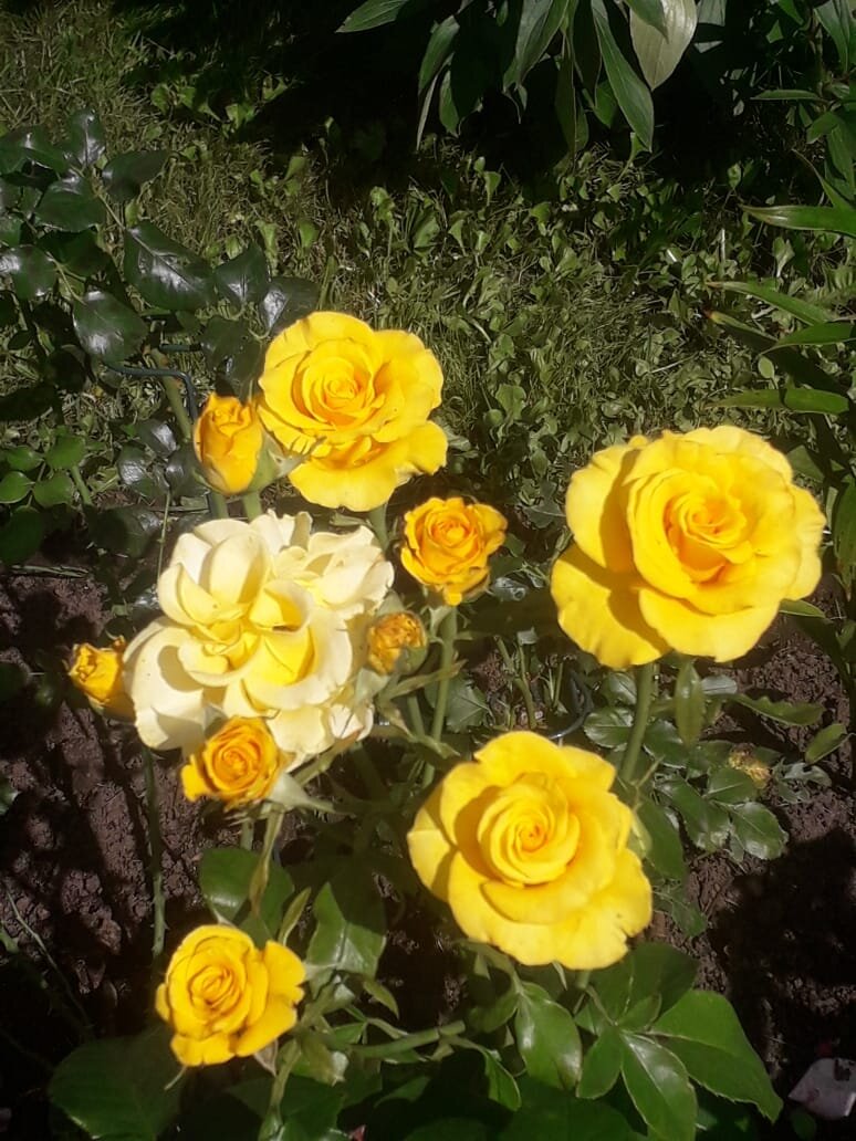 Разнообразие роз. Лето скоро закончится. | Никитаемый остров | Дзен