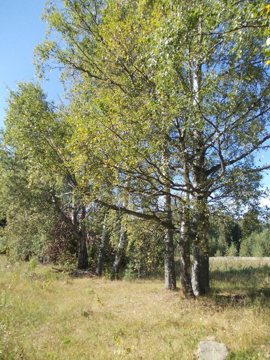 Берёзы на въездной дороге к усадьбе. 2013 г.  Личный архив